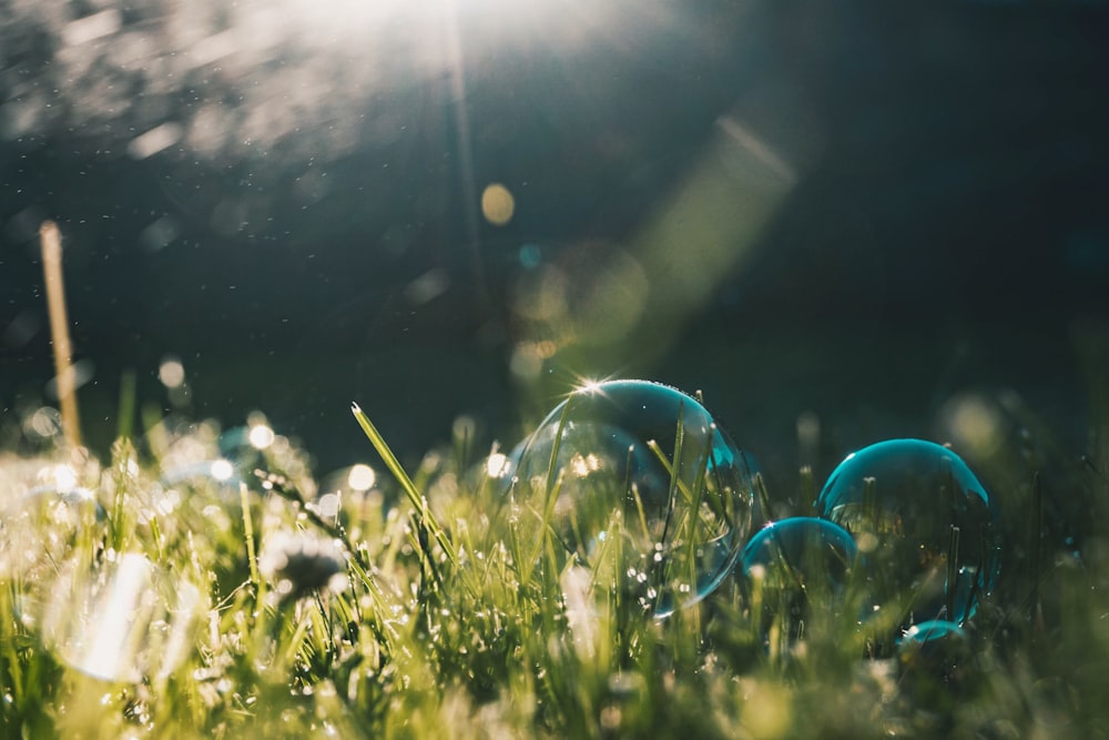 green grass with water droplets