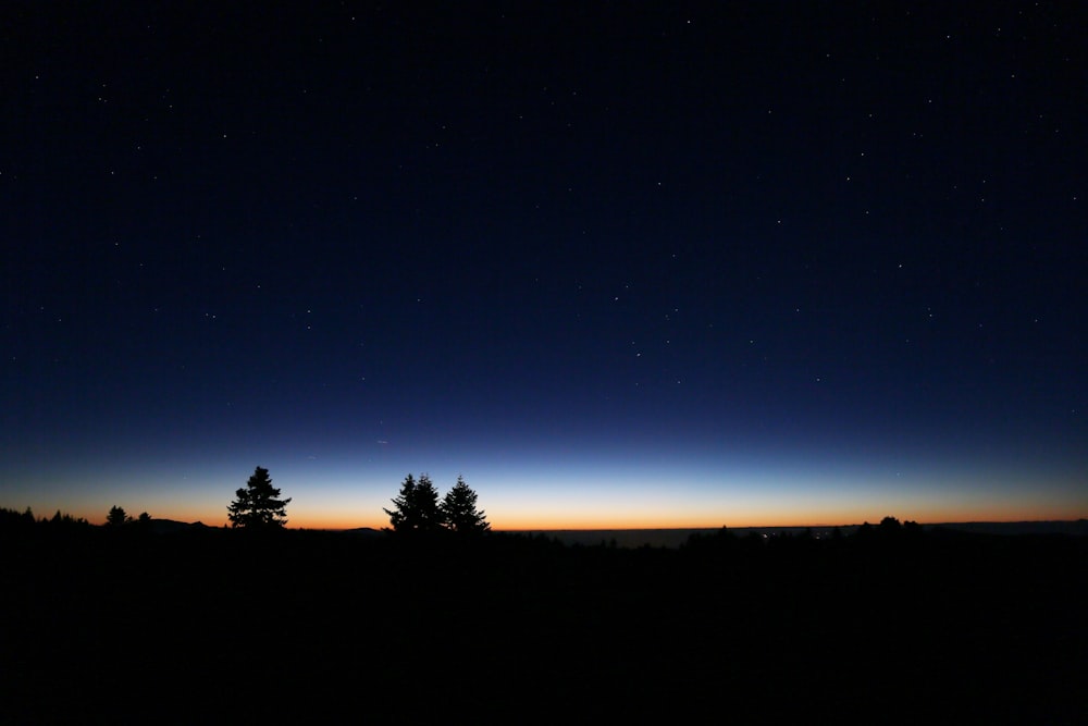 silueta de árboles bajo el cielo azul durante la noche