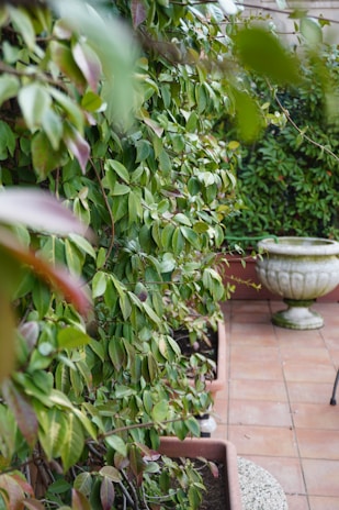 Lush green leaves fill the left side of the image, cascading over rectangular planters. A terracotta tiled floor adds warmth beneath the greenery, complemented by a large, decorative stone planter in the background. The plants are densely arranged, creating a natural, serene environment.