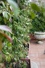 Lush green leaves fill the left side of the image, cascading over rectangular planters. A terracotta tiled floor adds warmth beneath the greenery, complemented by a large, decorative stone planter in the background. The plants are densely arranged, creating a natural, serene environment.