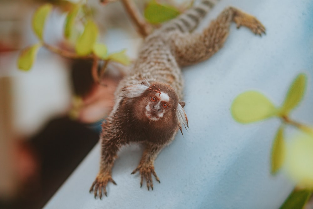 a small monkey sitting on top of a table