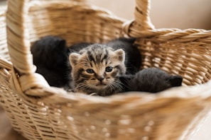 A close-up of Hazel’s curious face peeking out from a woven basket
