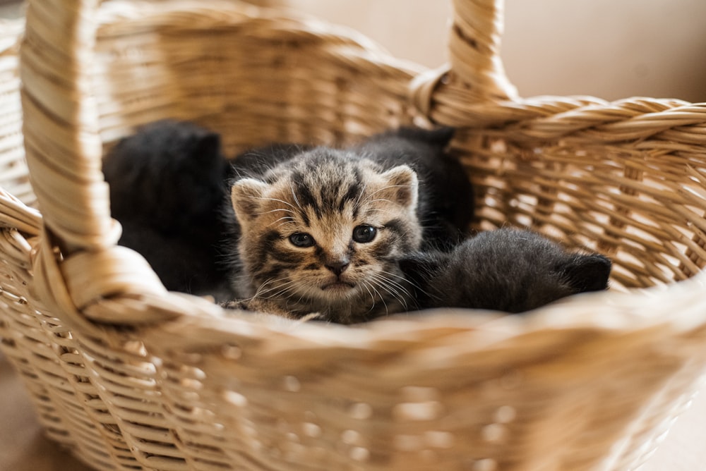 black and brown tabby kitten in brown woven basket