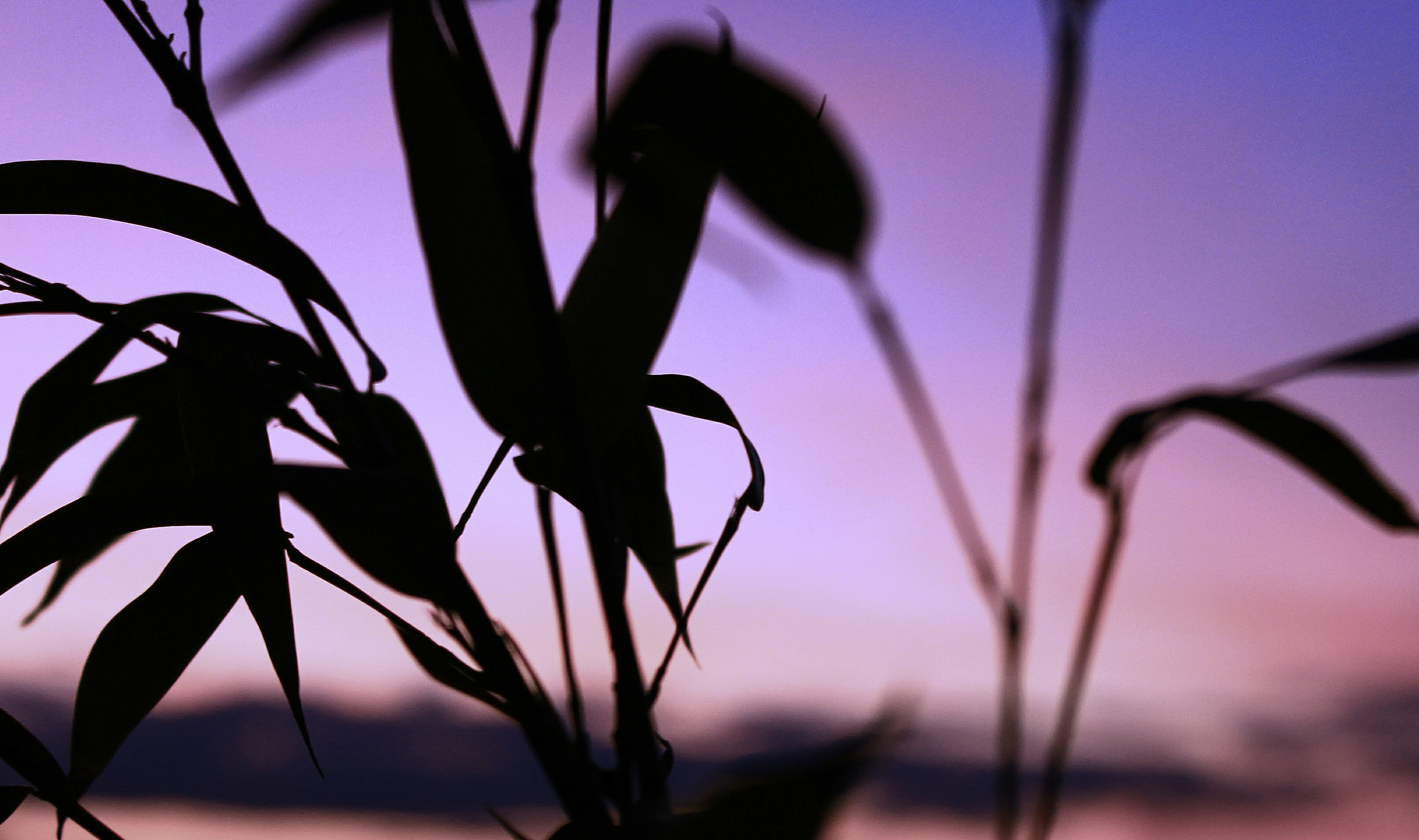 Photo by colefreeman