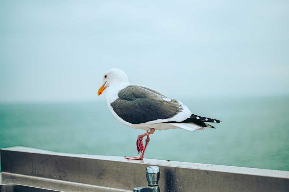 white and black bird on brown wooden fence