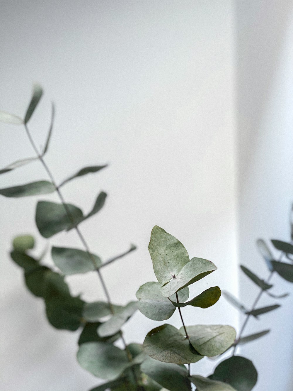 green leaves on white surface