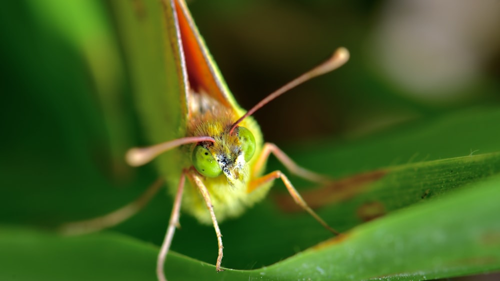 Brauner und grüner Schmetterling auf grünem Blatt