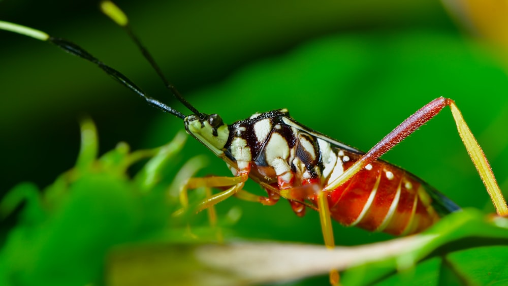 black and white striped insect on brown wood