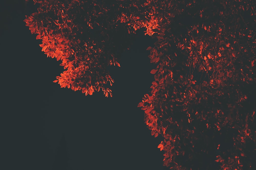 red maple leaves on black background