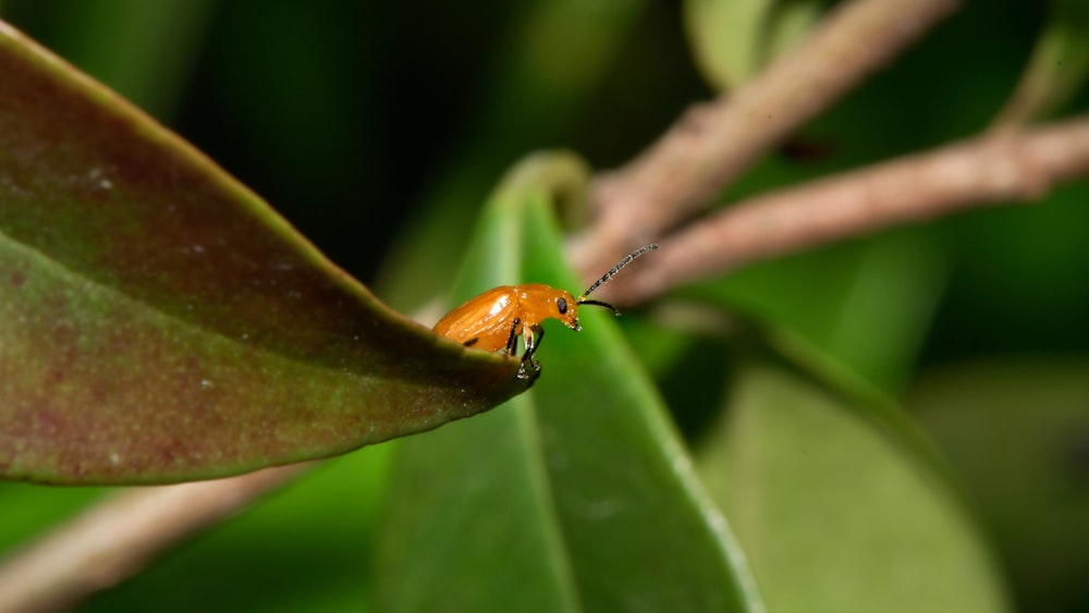 brown and black beetle on green leaf