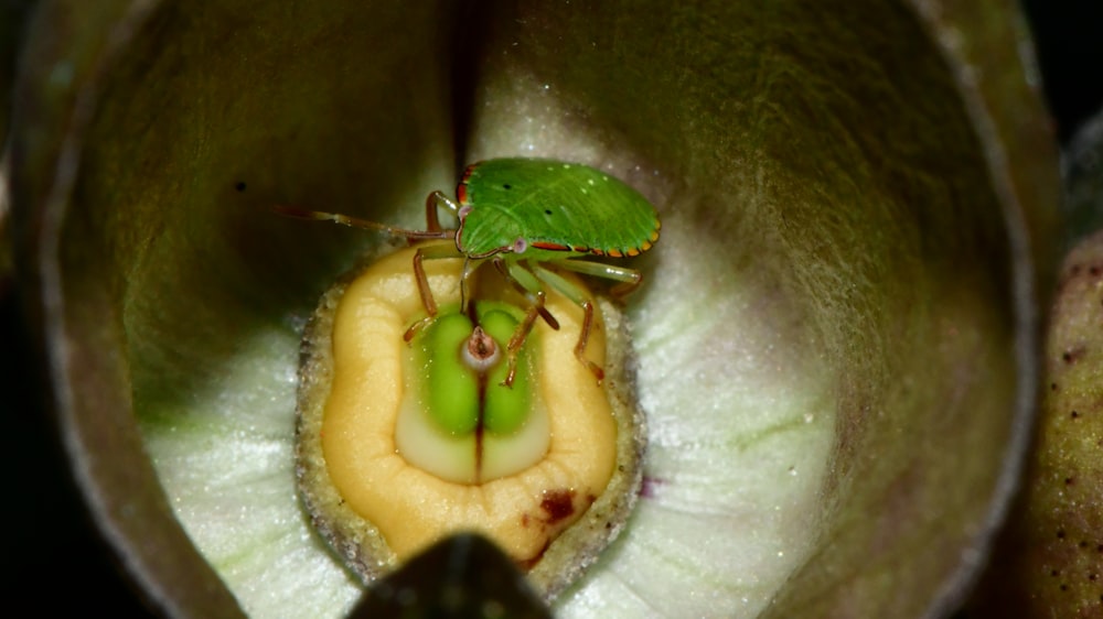 green and brown fruit with water droplets