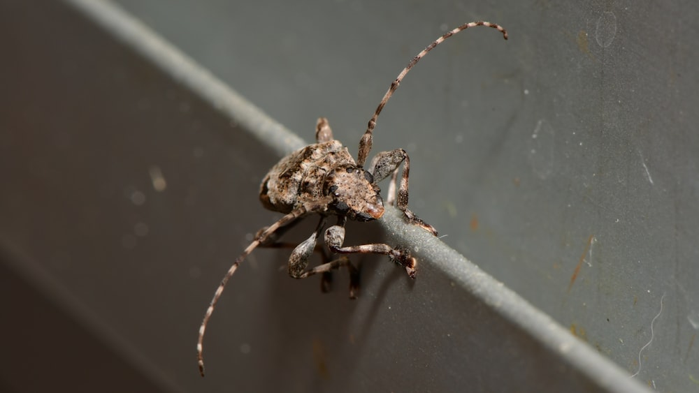 brown and black spider on gray concrete wall