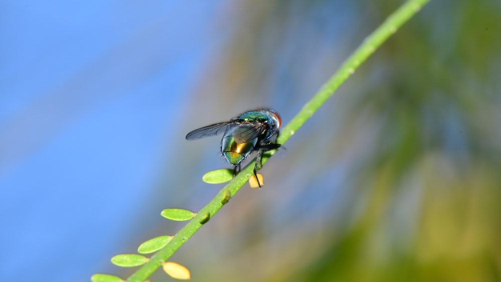 black and green fly perched on green leaf in close up photography during daytime