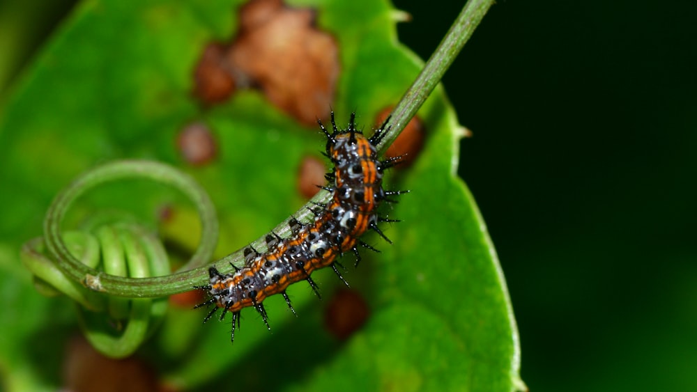 black and brown caterpillar on green leaf