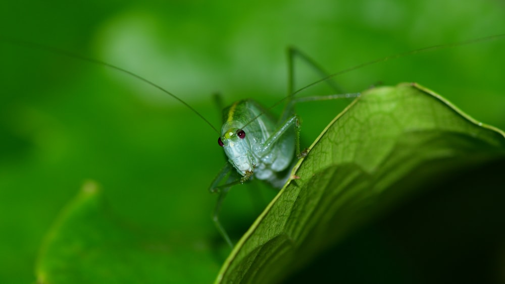 green grasshopper perched on green leaf in close up photography during daytime