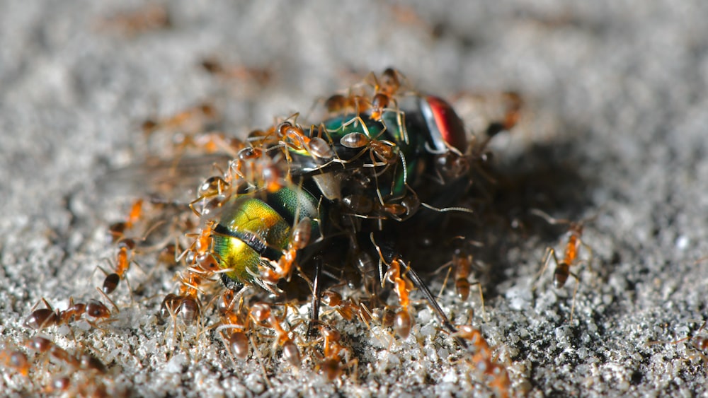 green and black beetle on white surface in close up photography during daytime