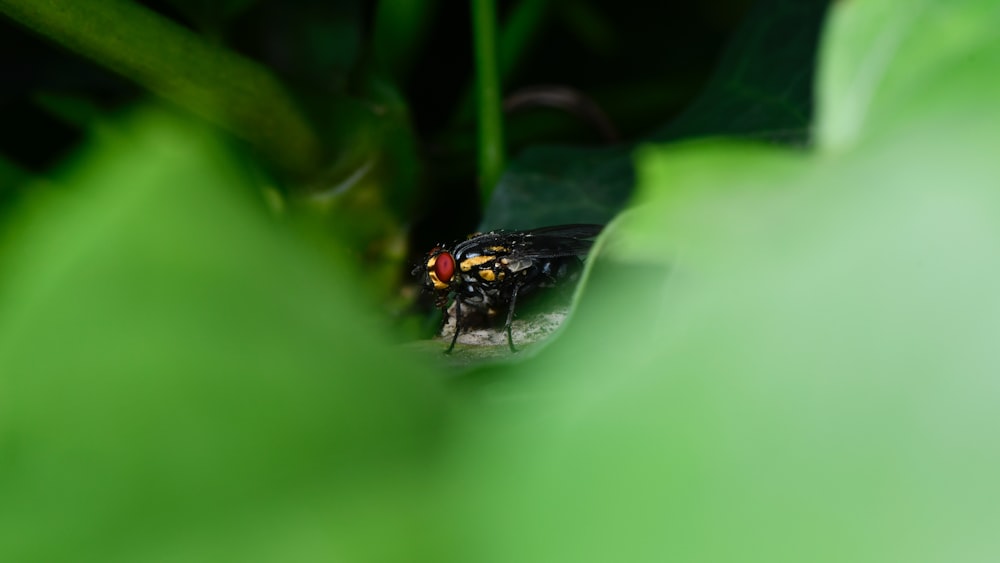black fly perched on green leaf in close up photography