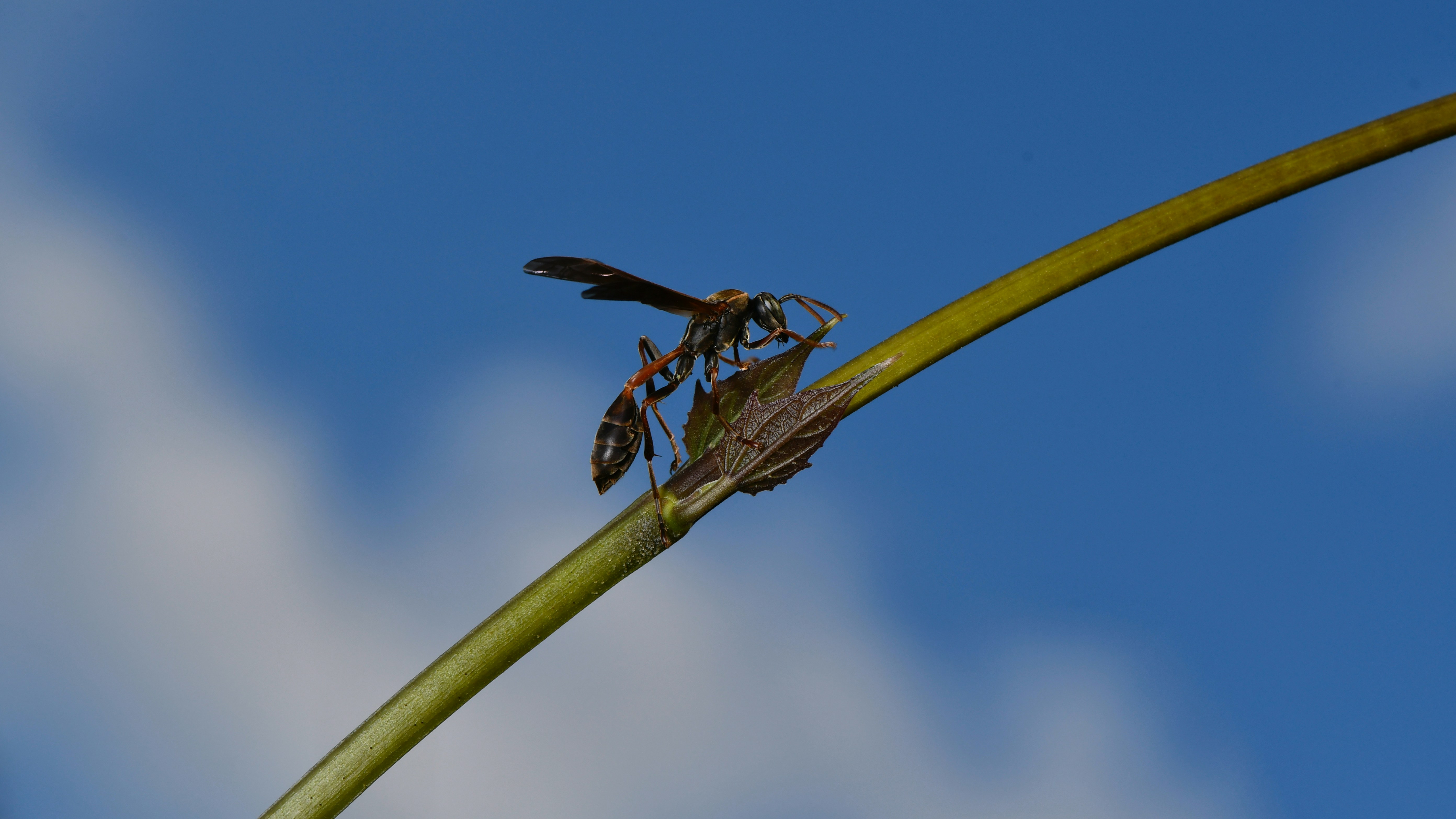 Brown dragonfly perched on brown stem in close up photography during ...
