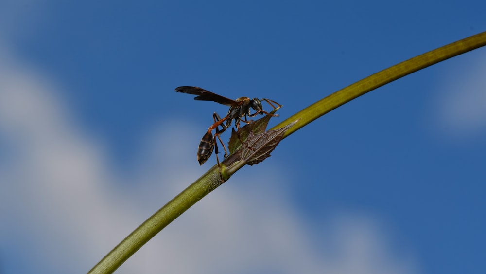 brown dragonfly perched on brown stem in close up photography during daytime