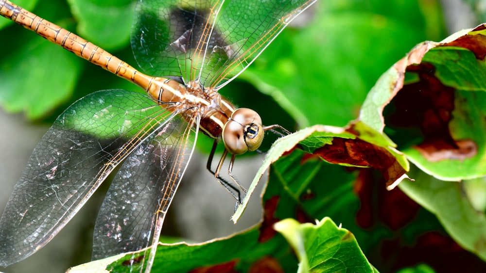 brown and black dragonfly perched on green leaf in close up photography during daytime