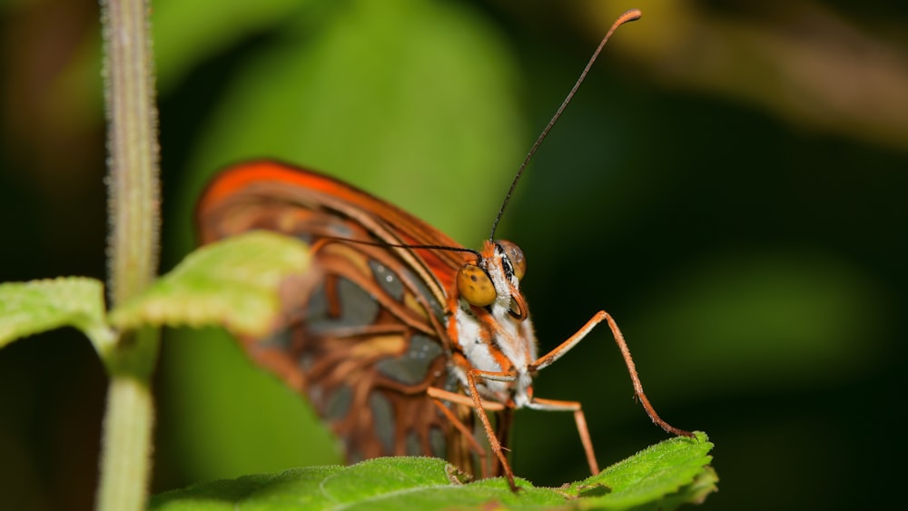 brown and black insect on green leaf