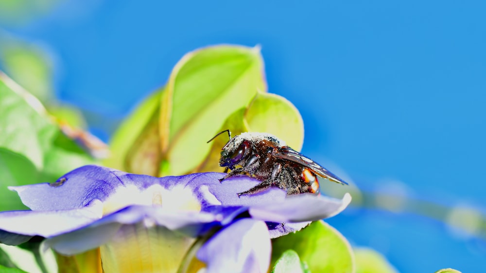 black and yellow bee on purple flower