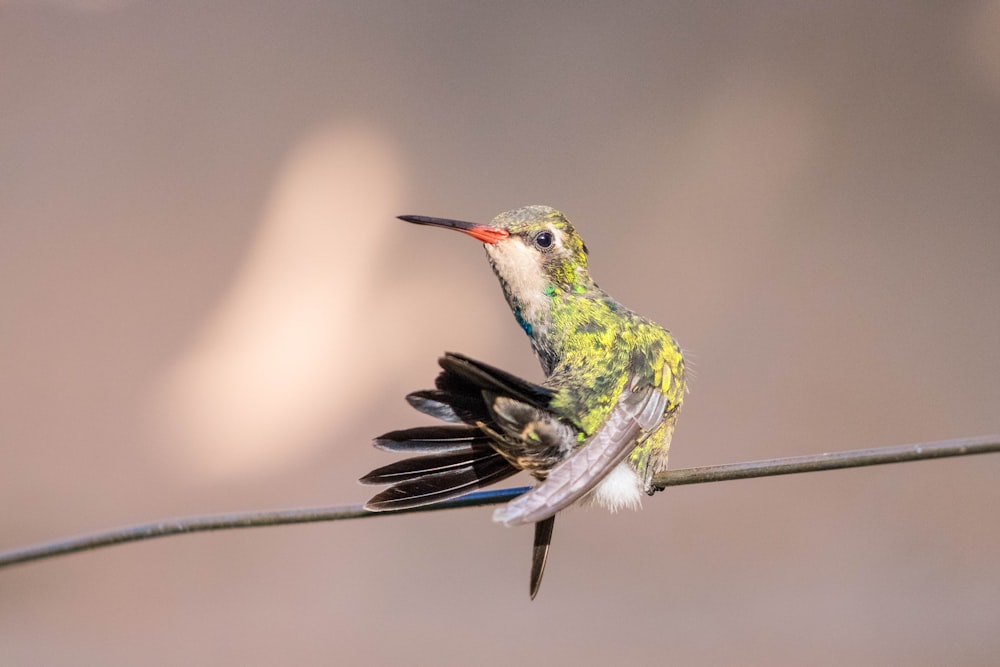 green and black bird in flight