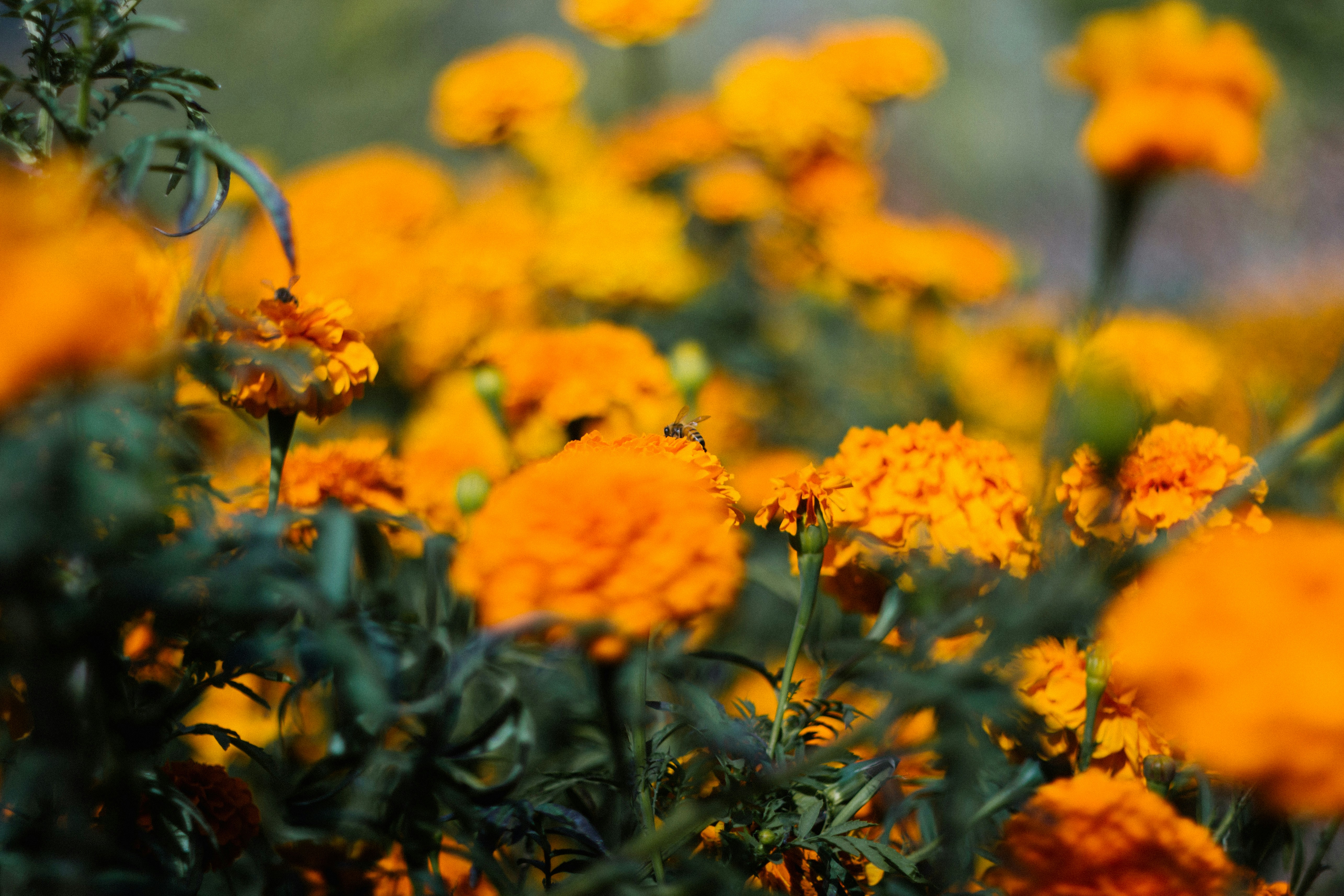 Photo by sadiegdesign