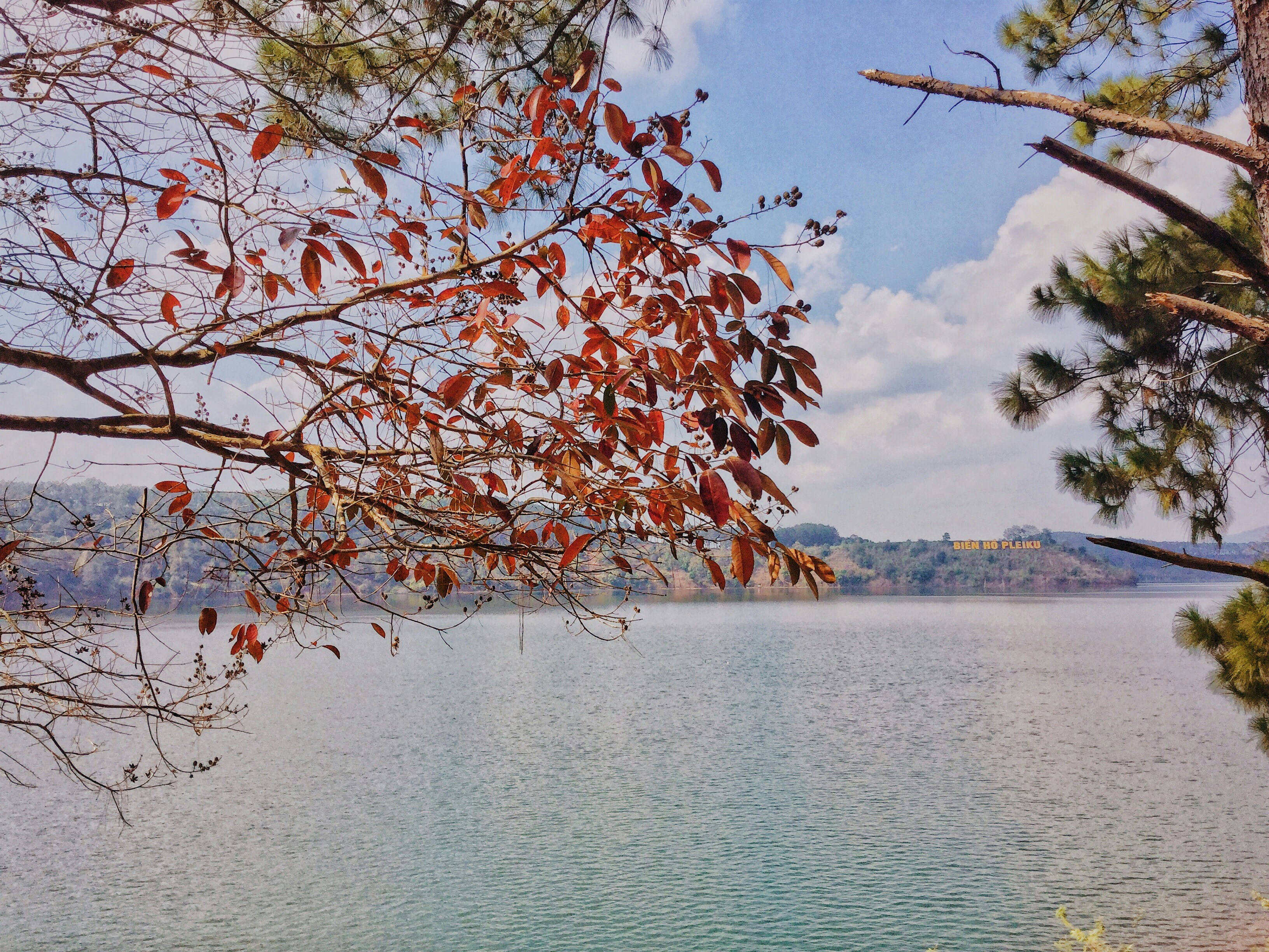 brown leaves tree near body of water during daytime