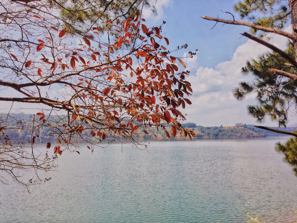 日中の水域近くの茶色の葉の木