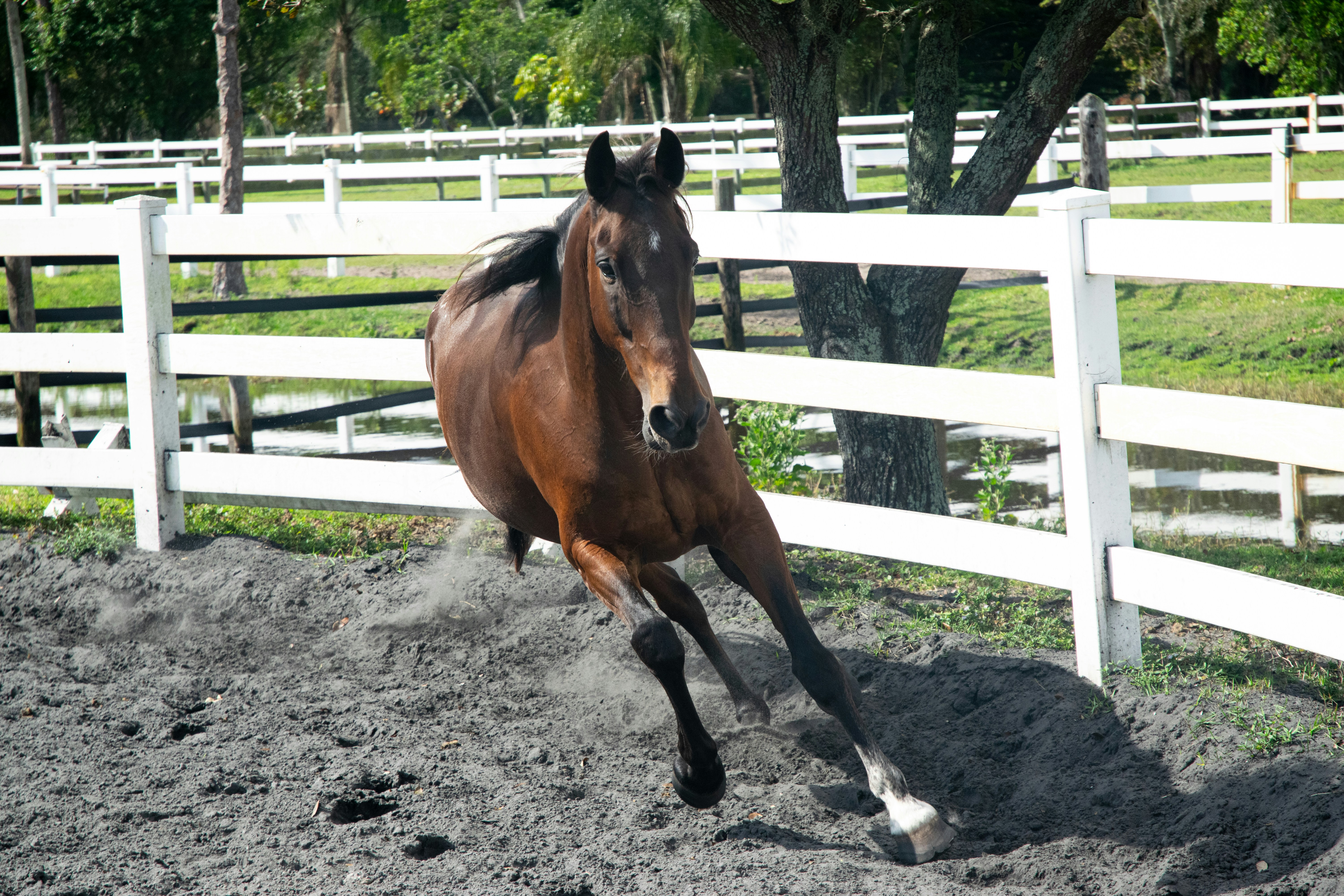 brown horse standing on gray soil during daytime