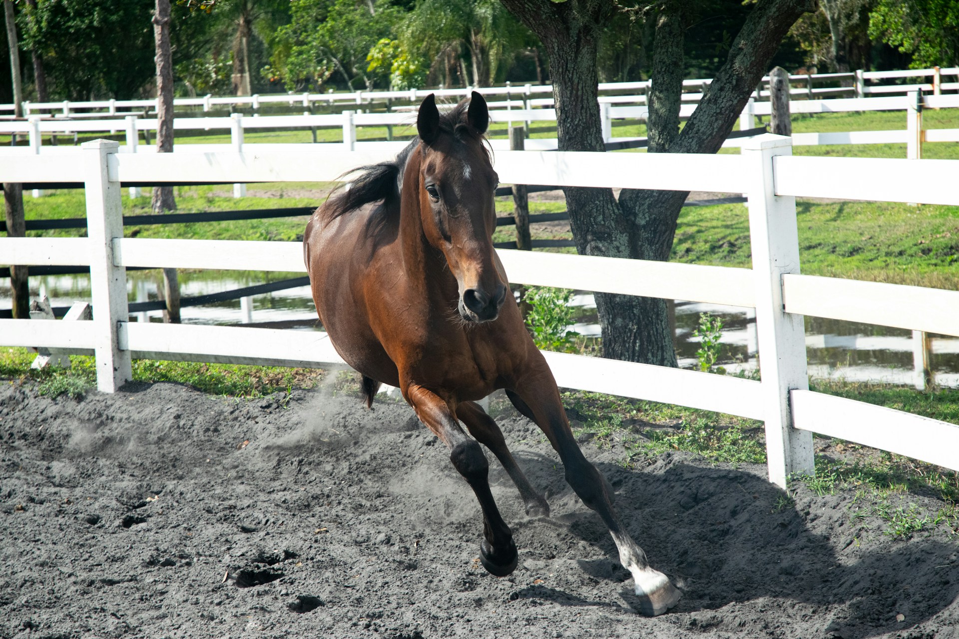 A brown horse is galloping at high speed within a white-fenced paddock. The ground is dusty, kicking up small clouds of dirt as the horse maneuvers sharply. Vivid green grass and trees can be seen in the background, providing a lush environment.