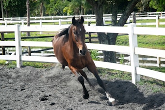 A brown horse is galloping at high speed within a white-fenced paddock. The ground is dusty, kicking up small clouds of dirt as the horse maneuvers sharply. Vivid green grass and trees can be seen in the background, providing a lush environment.