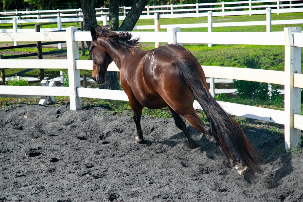 brown horse on brown soil during daytime