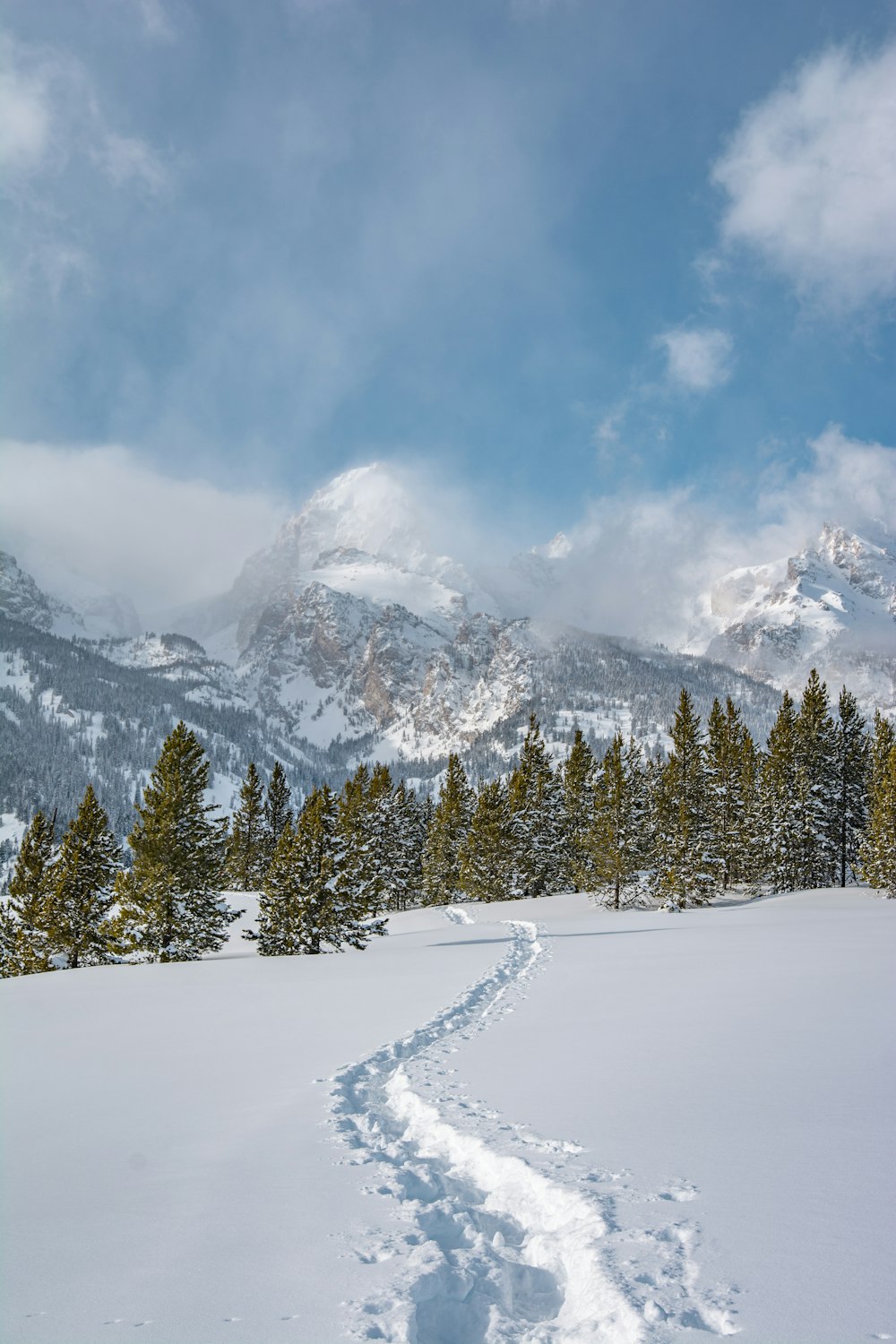 green pine trees on snow covered ground during daytime