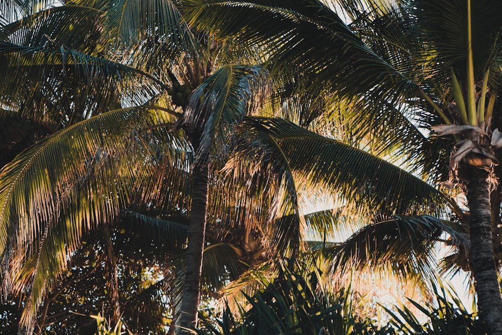 green palm tree during daytime