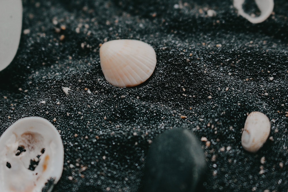 white and brown seashell on black and white surface