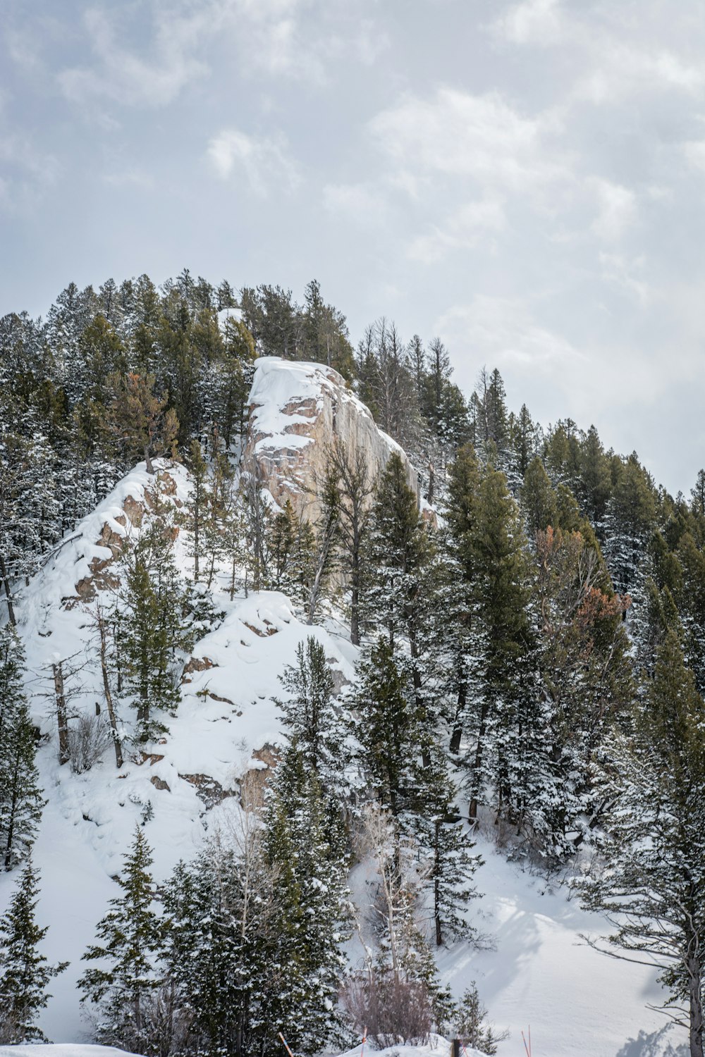 green pine trees on snow covered mountain during daytime