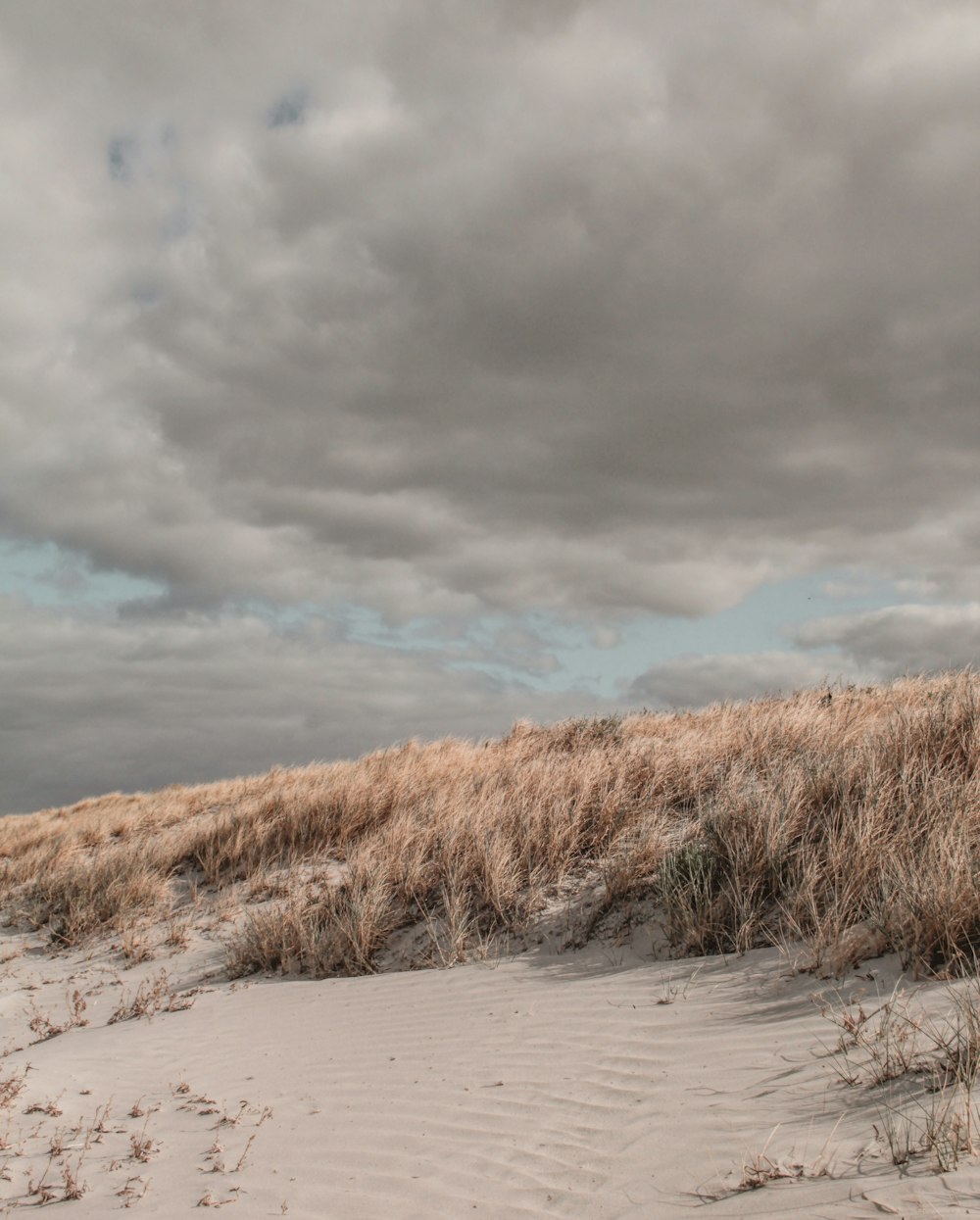 brown grass on white sand under cloudy sky during daytime