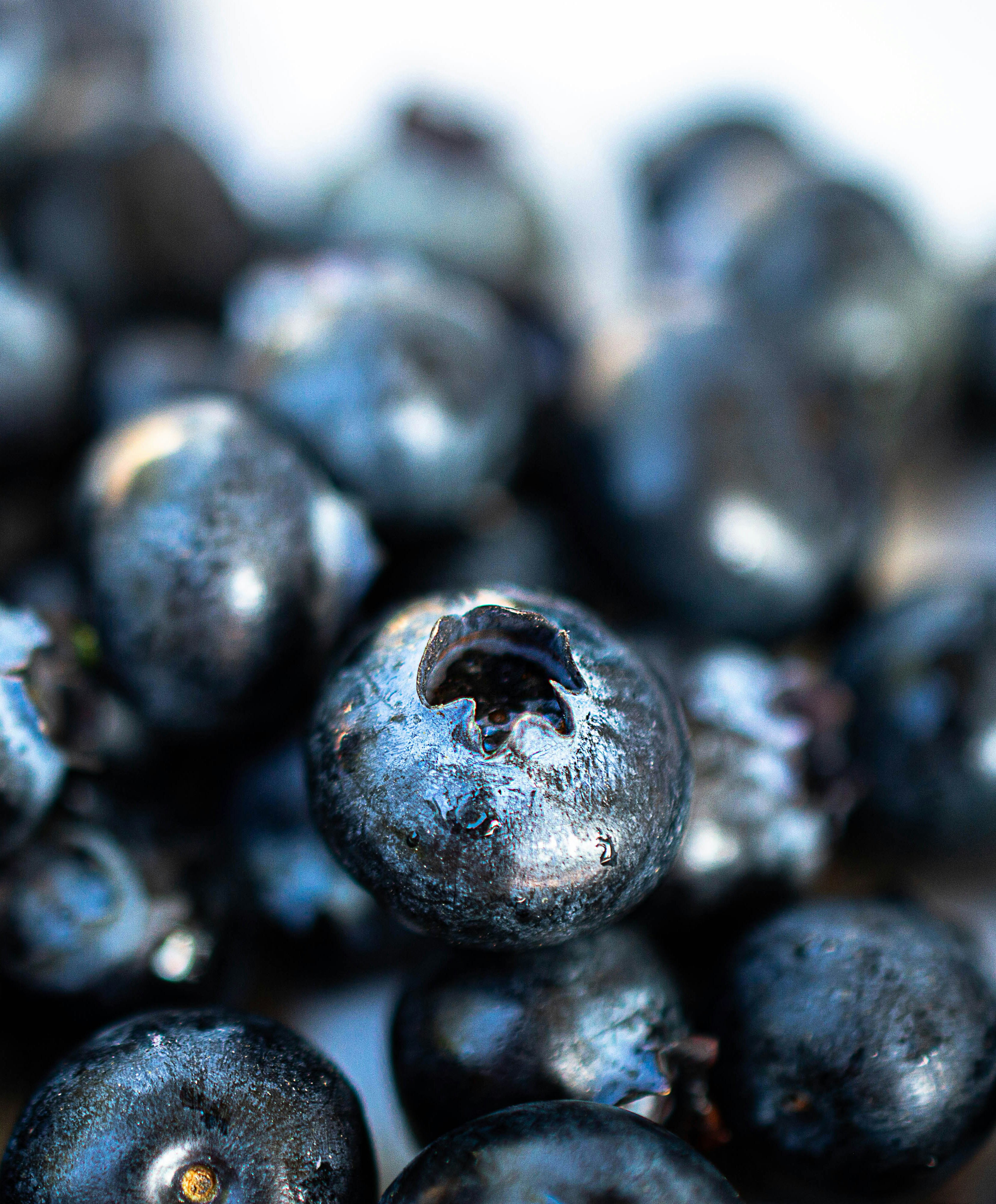 Wild Blueberries