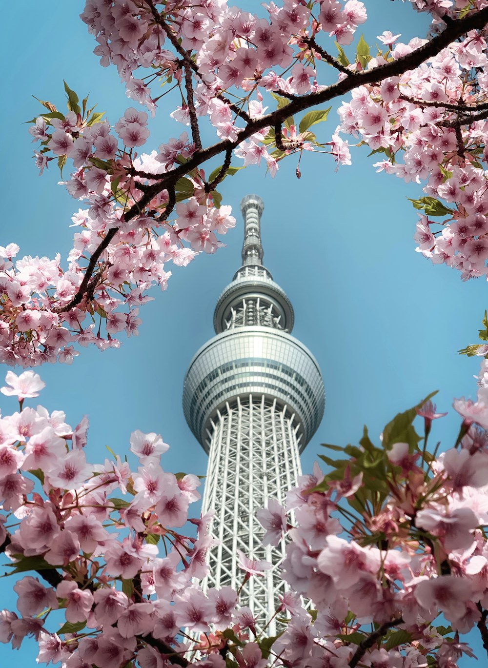 a tall tower with a lot of pink flowers on it