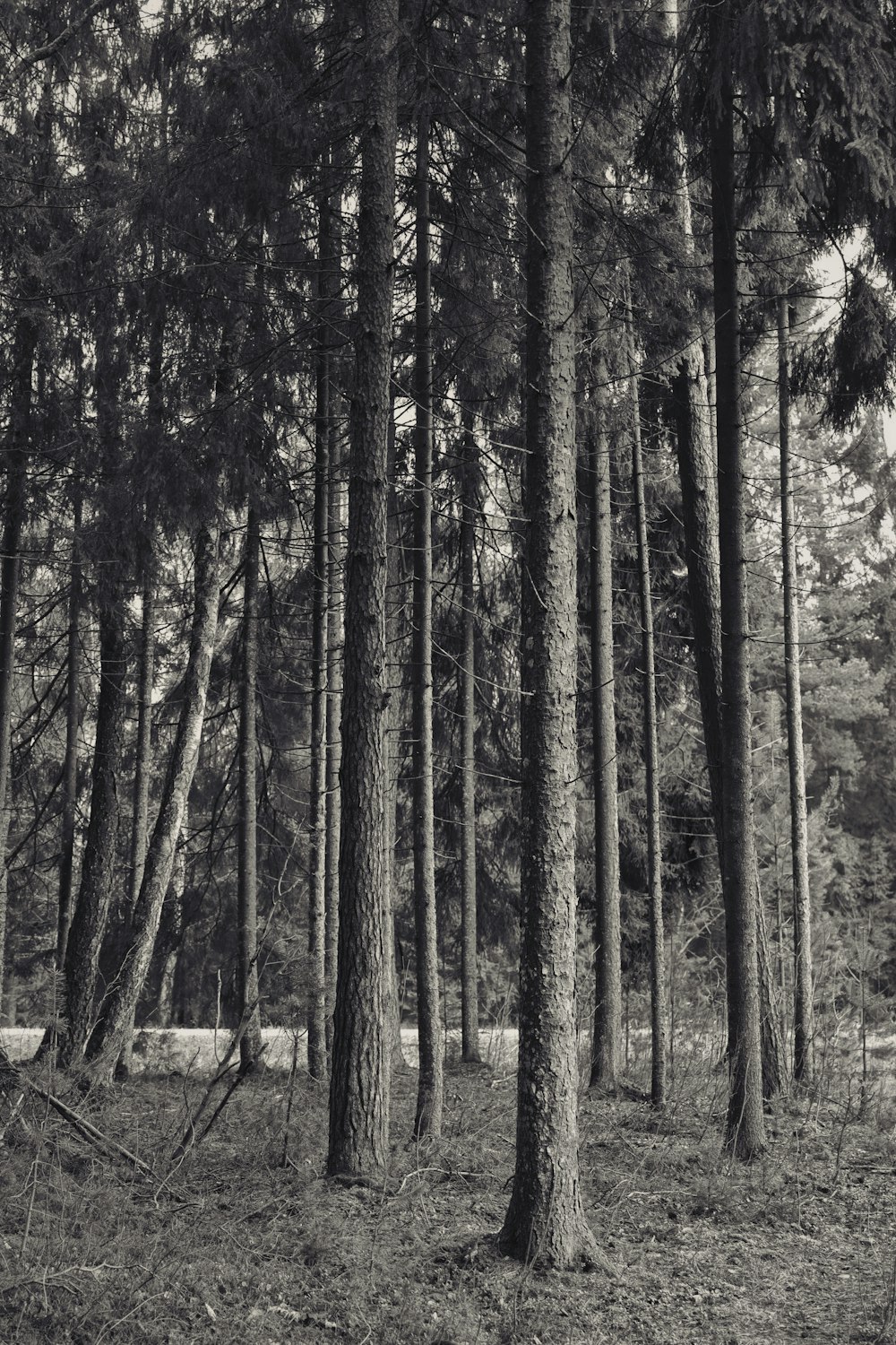 grayscale photo of trees during daytime