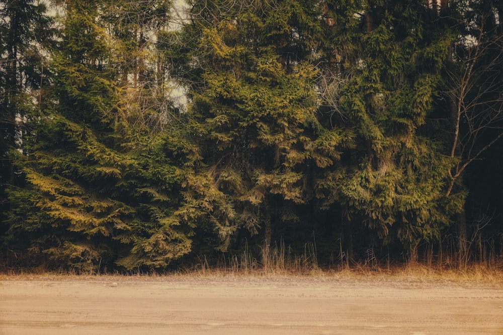 green trees on brown field during daytime