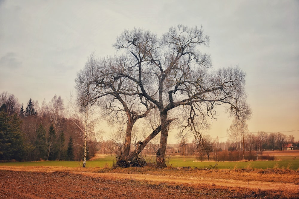 leafless tree on brown grass field