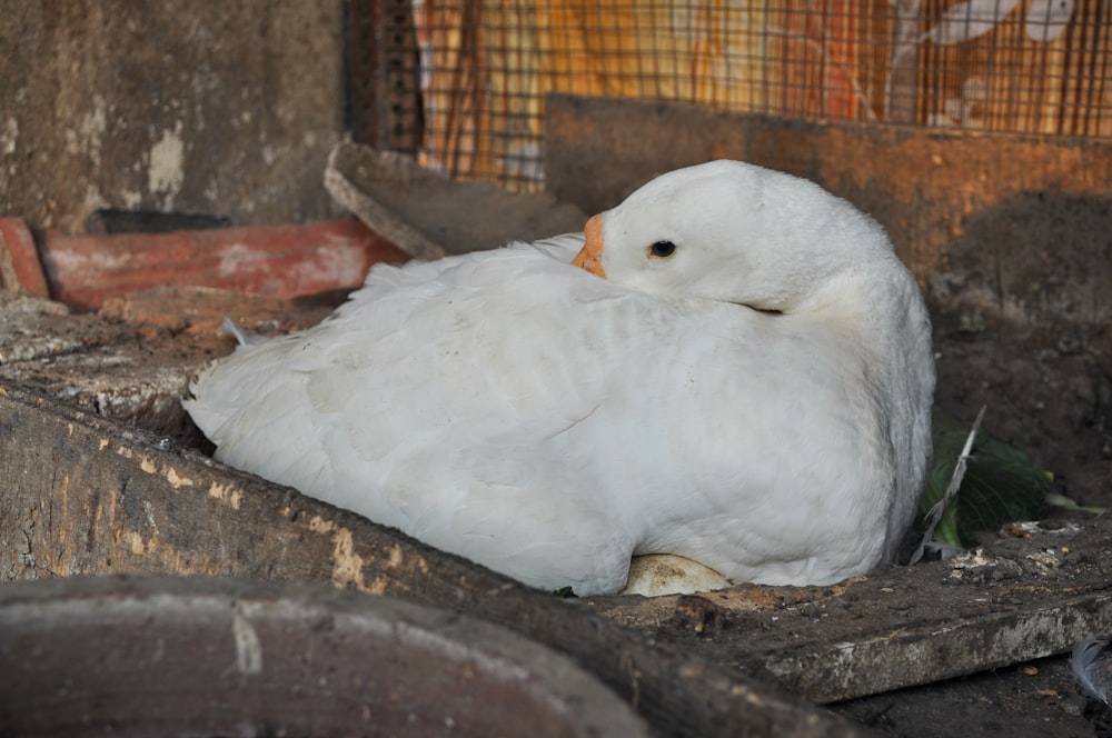 Pato blanco sobre superficie de madera marrón