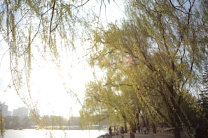 Sunlight filtering through trees as participants enjoy a peaceful outdoor walk.