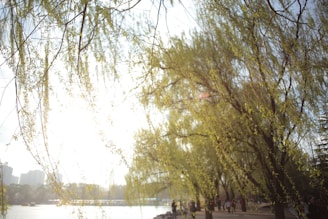 Sunlight filtering through trees onto a peaceful marina walkway.
