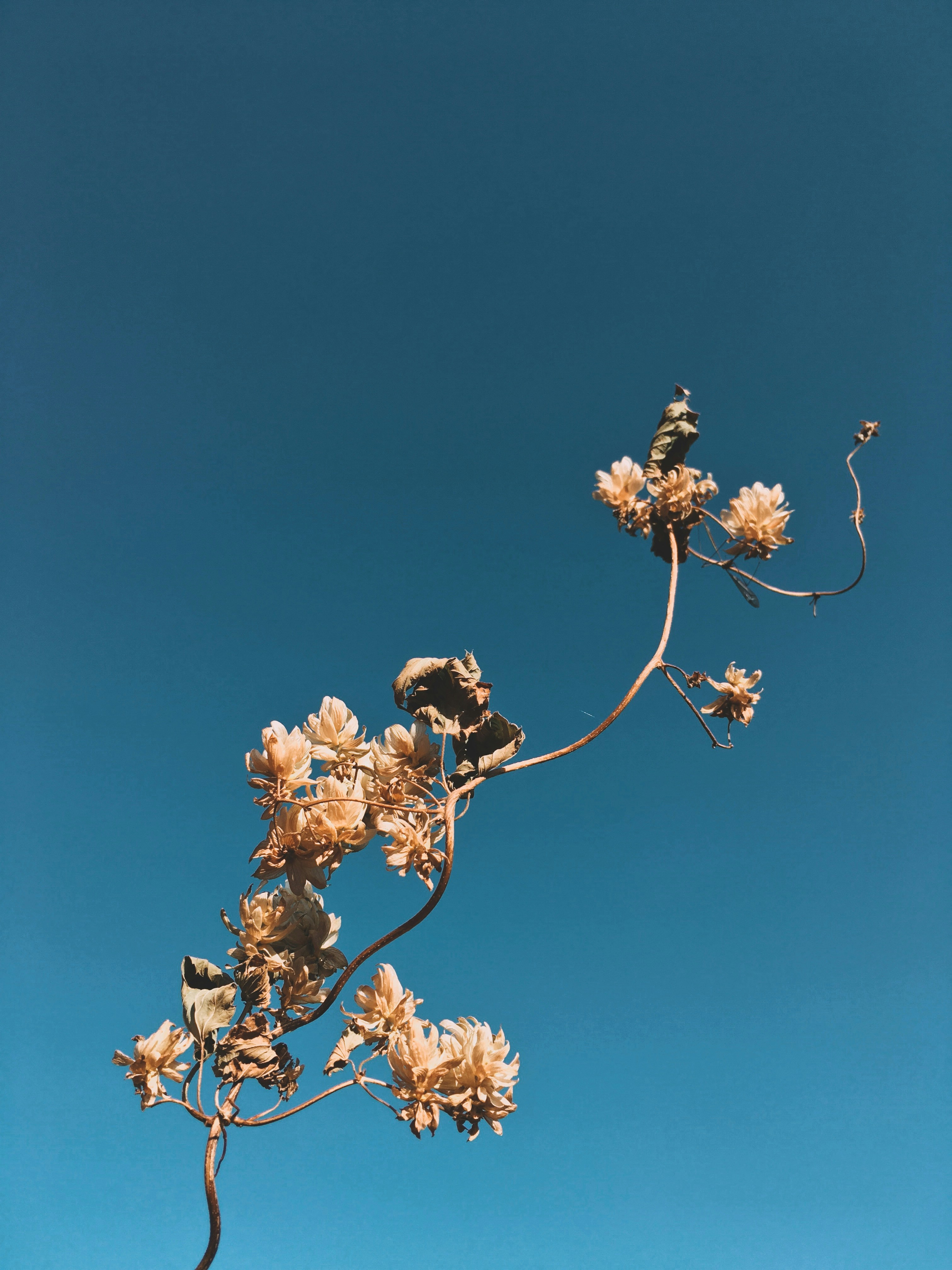 Photo by honeysuckle_phonie