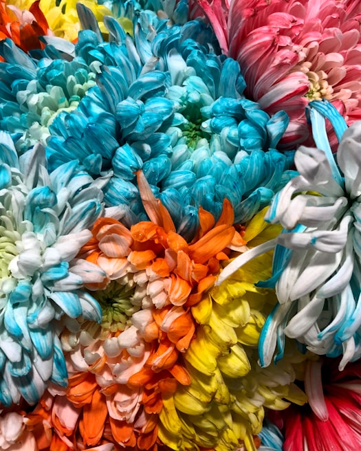 A stunning arrangement of chrysanthemums showcasing their diverse shapes.