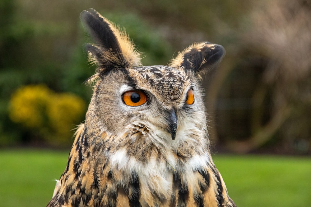 brown and black owl in close up photography during daytime